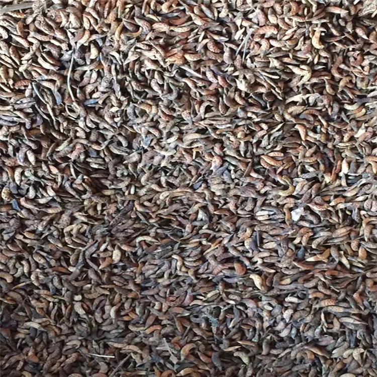 垄播床播培育耐寒灌木紫穗槐种子抗寒种苗籽播繁育