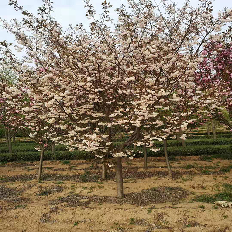 18公分菊枝垂樱花价格 出售高杆樱花5公分  厂家批发 樱花  万青园林
