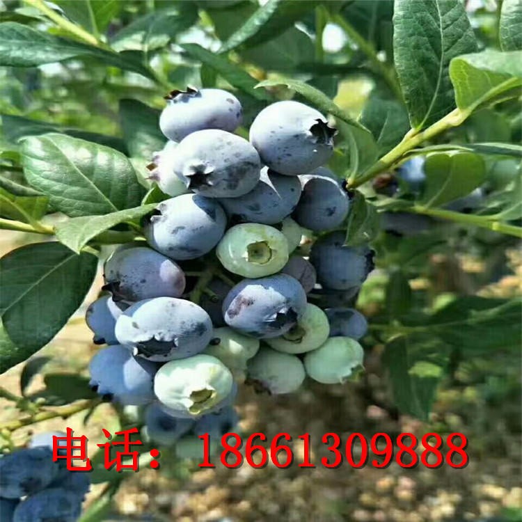 美登蓝莓苗价格  提供种植技术指导 钱德勒蓝莓苗价格 保湿邮寄