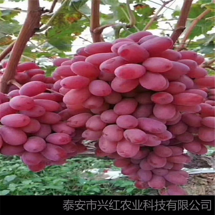 浪漫红颜葡萄苗易成活 批发价格查询表 葡萄苗盆栽种植技术