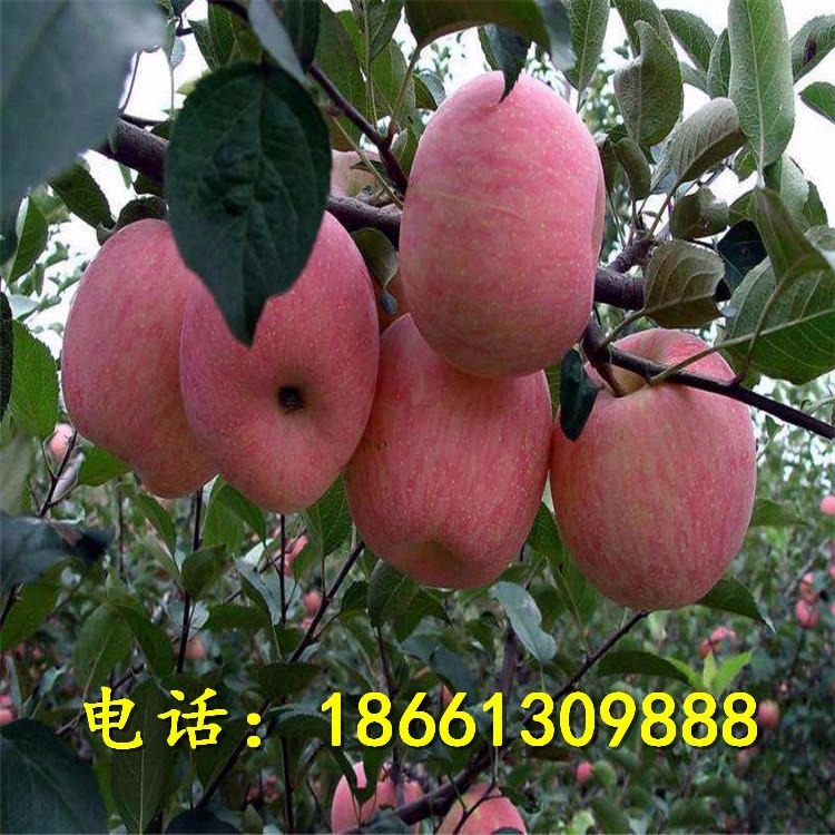 红富士苹果树品种 长期出售一公分红富士苹果树苗 苹果苗价格