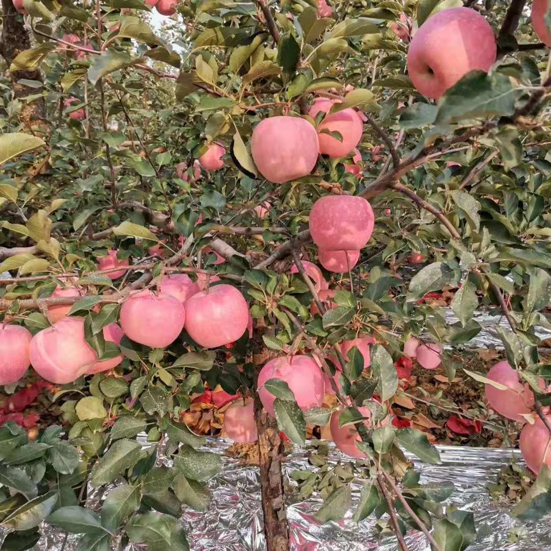 苹果树种植地 苹果树嫁接苗 苹果盆景造型 果树供应商