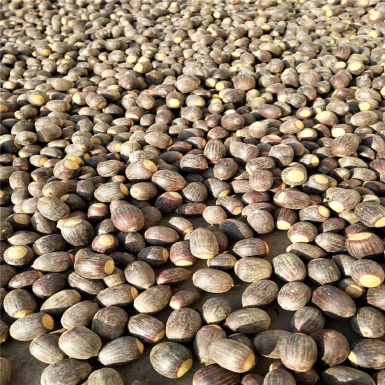  大茴香种子 市场价格 樱种子 大型批发基地 博伦种业