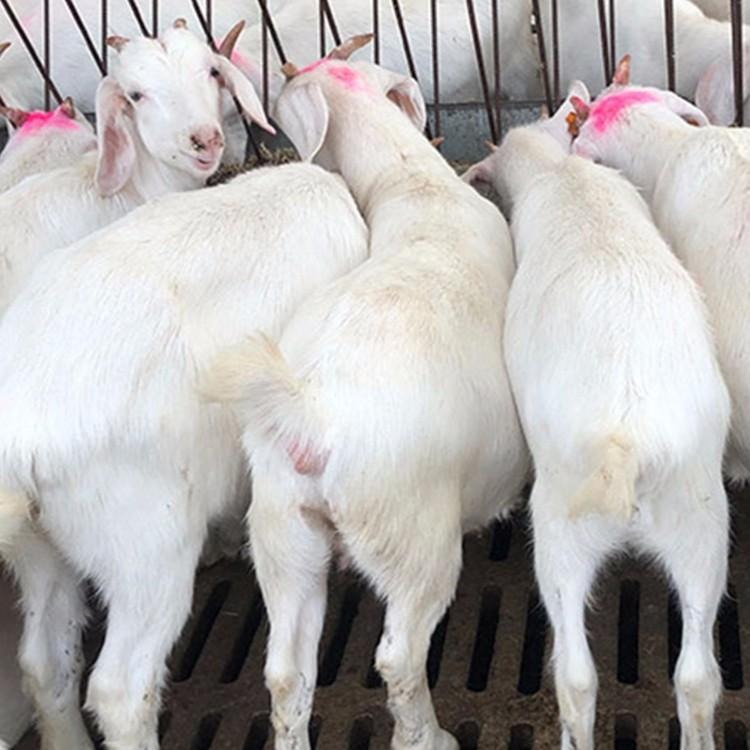 白山羊种羊养殖场 白山羊羊苗价格 龙翔养殖场 白山羊价格 白山羊批发