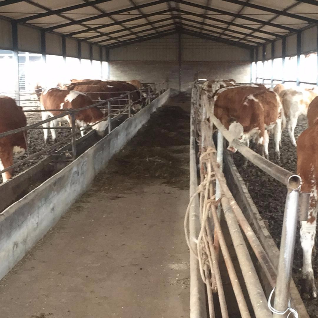 西门塔尔牛肉牛育肥 通凯 育肥牛价格 育肥牛崽成活率高图片