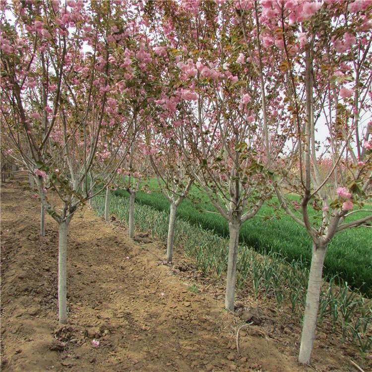 易成活单樱花种子 9公分10公分樱花价格 基地供应绿化用樱花树  万青园林