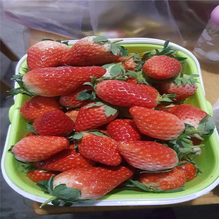全明星草莓苗价格单价 全明星草莓苗种植示范基地图片