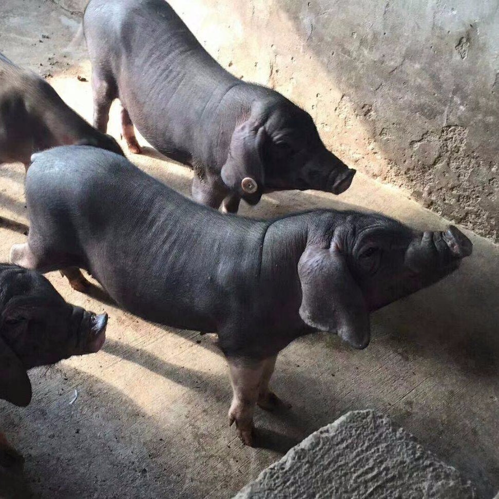 原种后备梅山四蹄白母猪  二代杂交母猪 徐州种猪厂图片