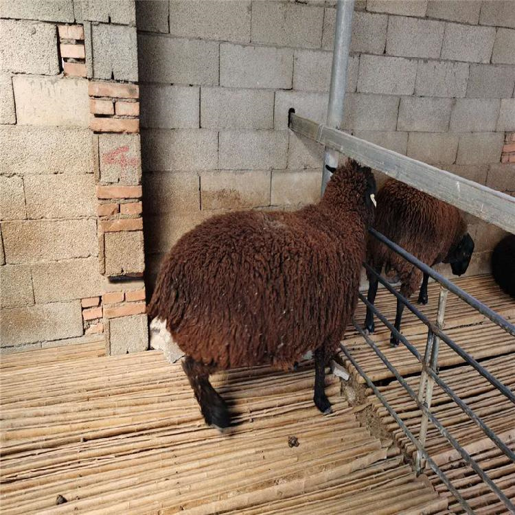 山东萨福克羊种羊养殖基地 通凯 30斤萨福克羊价格 签订回收合同示例图7