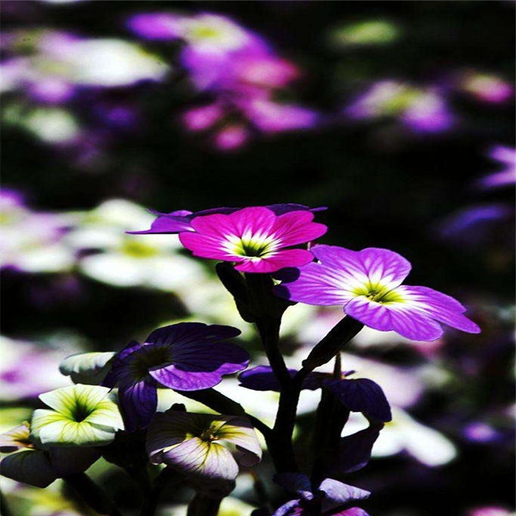 品农供应涩荠种子观赏淡紫色草花景观花籽发芽率高