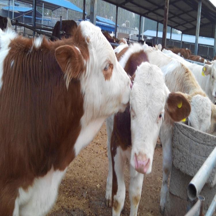 鲁西黄牛养殖场价格-夏洛莱牛种牛价格-鲁西黄牛-龙翔牧业图片