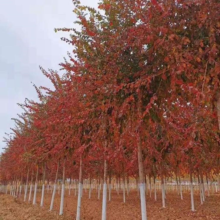 红叶榆  廊坊绿源基地直供红叶榆树  园林绿化苗木  量大优惠