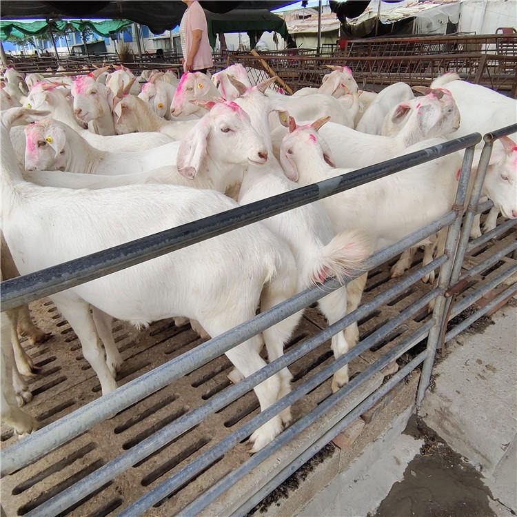 白山羊羊羔 纯种美国白山羊 批发活体  白山羊种羊 养殖繁育基地