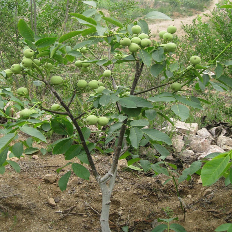 基地大量出售1-5公分薄皮核桃树 香玲 8518 清香核桃树