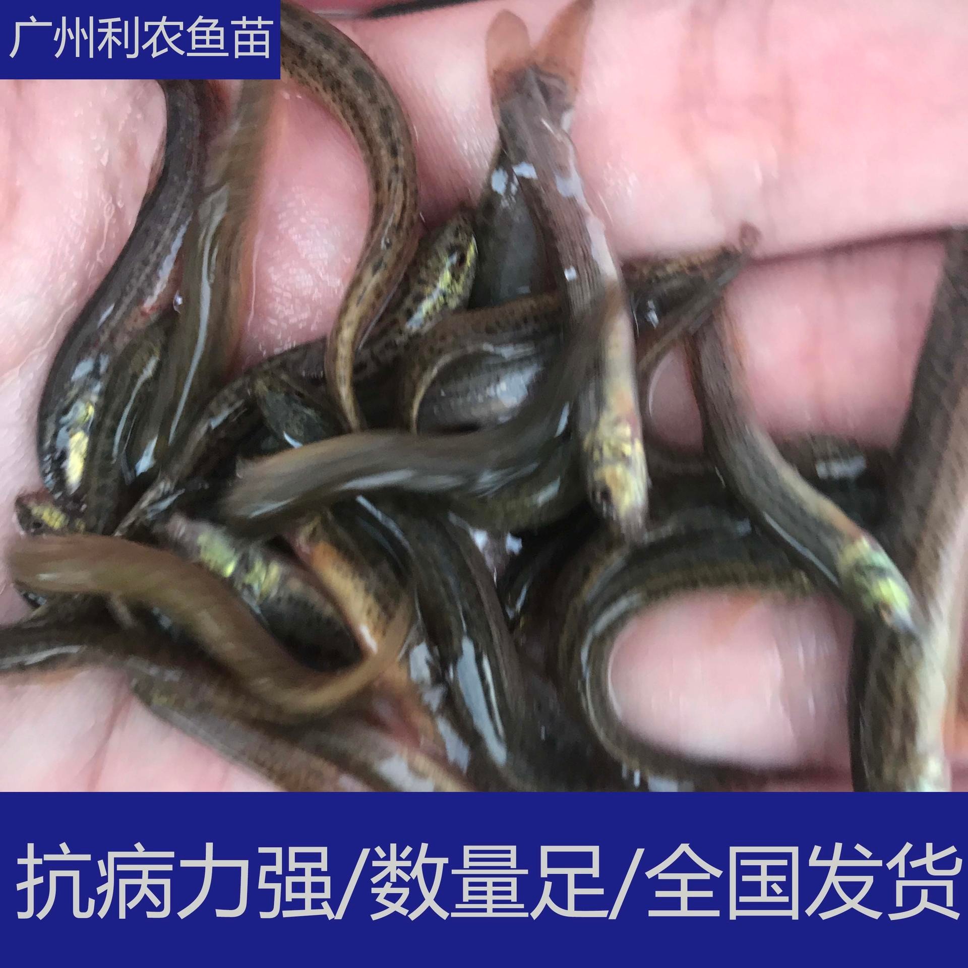 易养殖 广东东莞台湾泥鳅苗出售 5-6cm泥鳅鱼苗养殖场