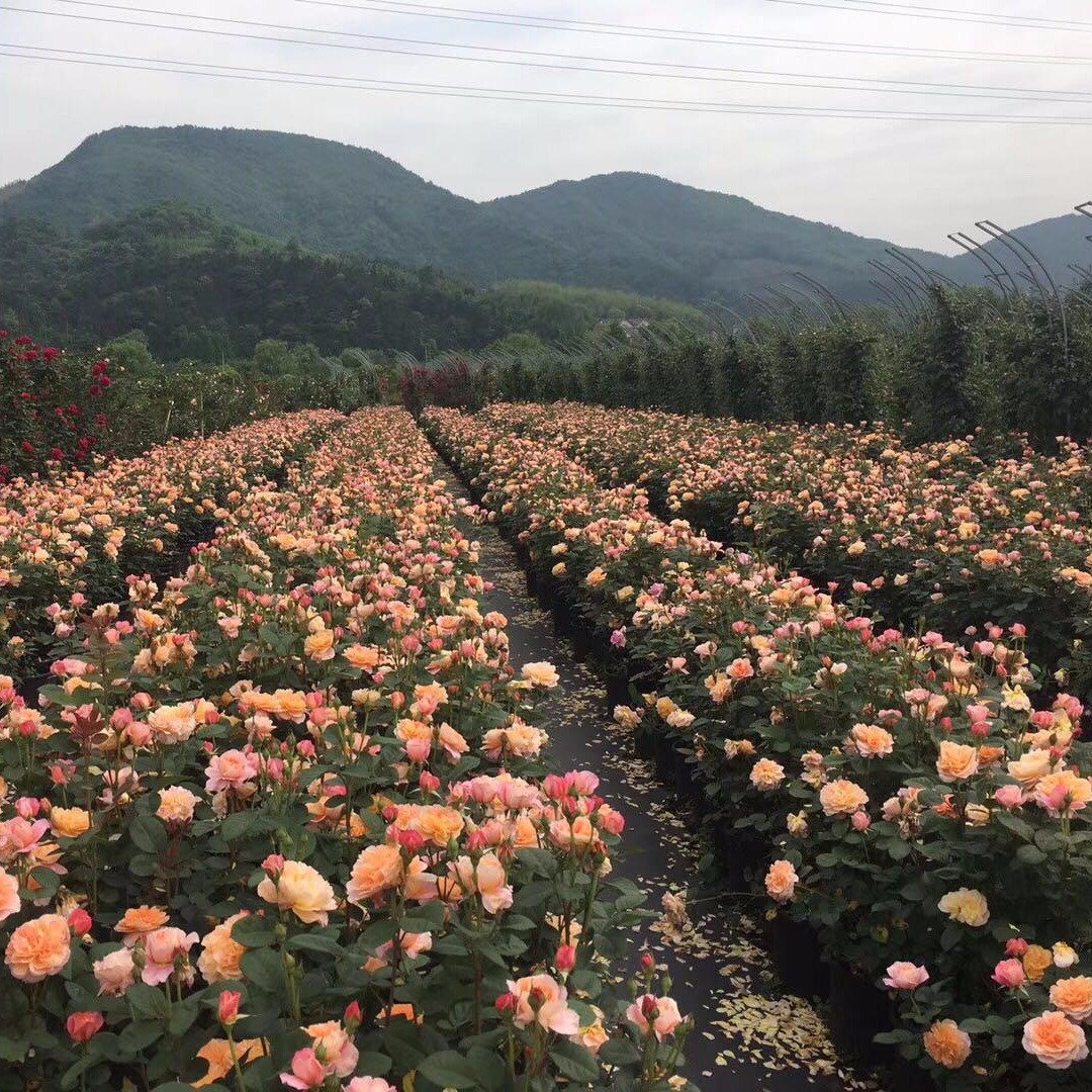 供应有机活性全营养玫瑰栽培营养土