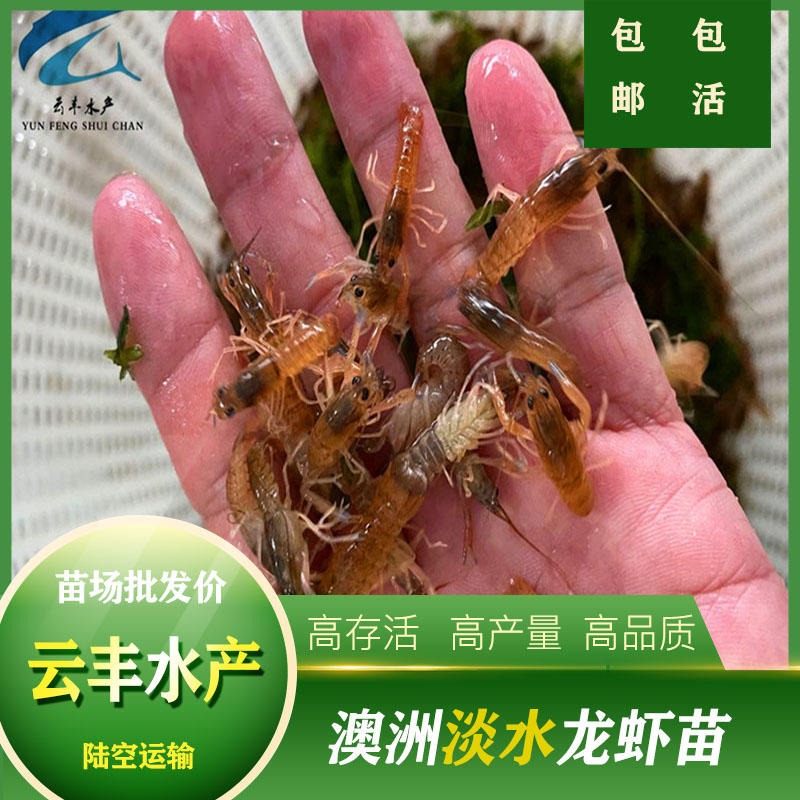 广州云丰水产养殖澳洲淡水龙虾苗基地 淡水龙虾苗品种齐全