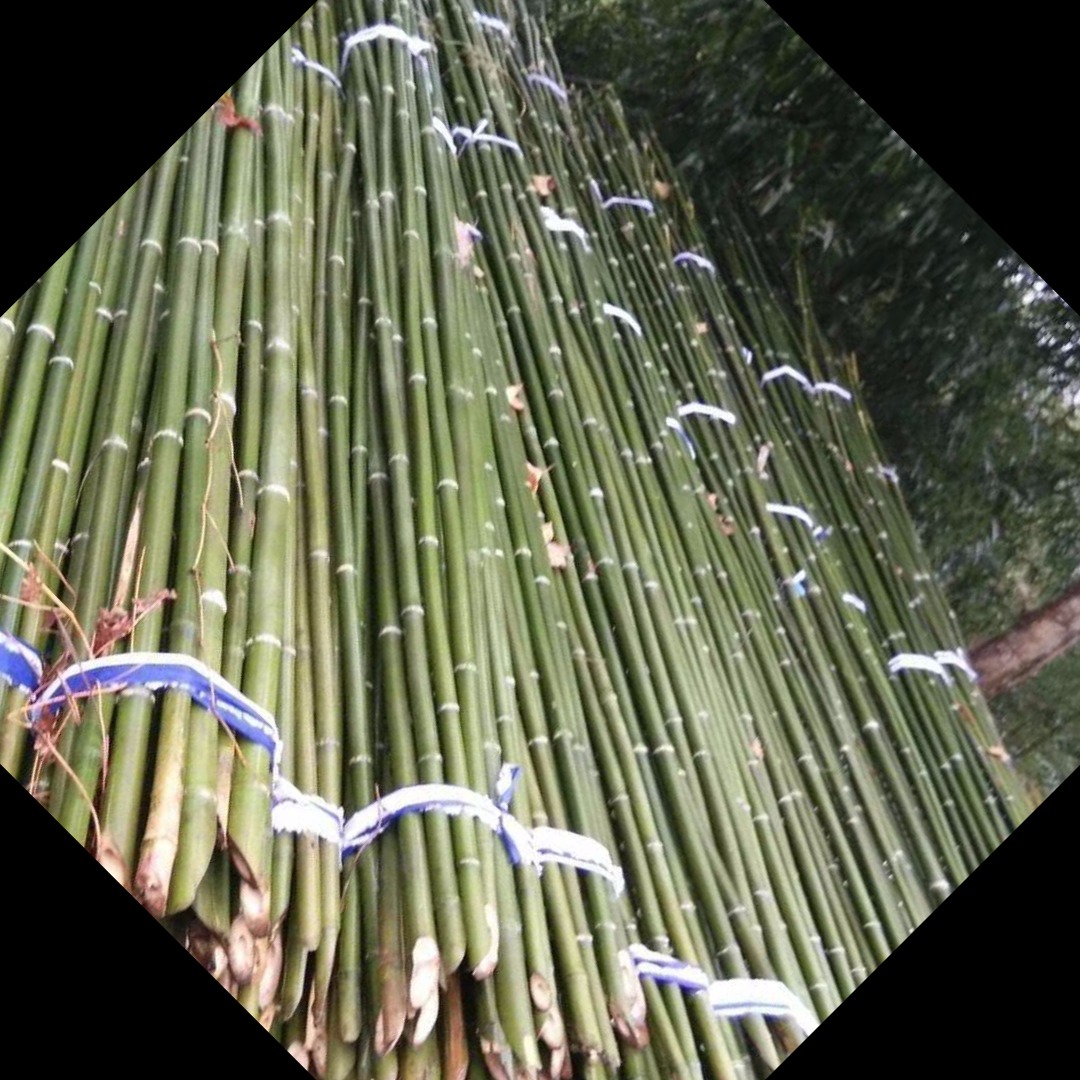 2米2.5米瓜果蔬菜爬藤搭架竹竿厂家  批发菜架竹  旗杆竹子山药架条量大从优图片
