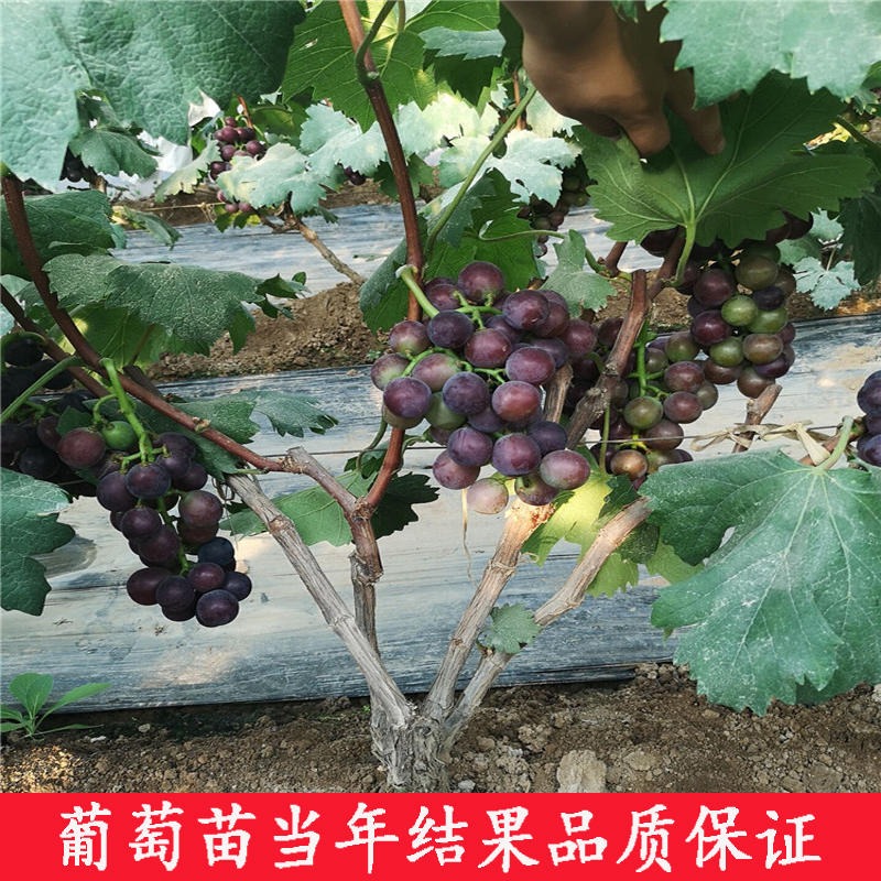 基地直销批发优良品种 葡萄树 现挖现卖 成活率高 3-5年葡萄树