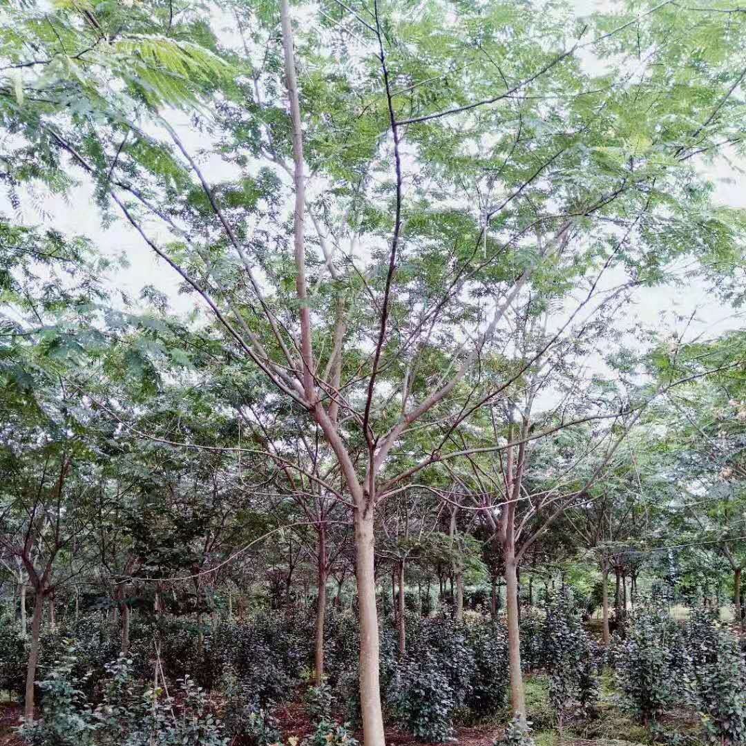 10公分合欢价格咨询 上海合欢 千喜苗木合欢种植