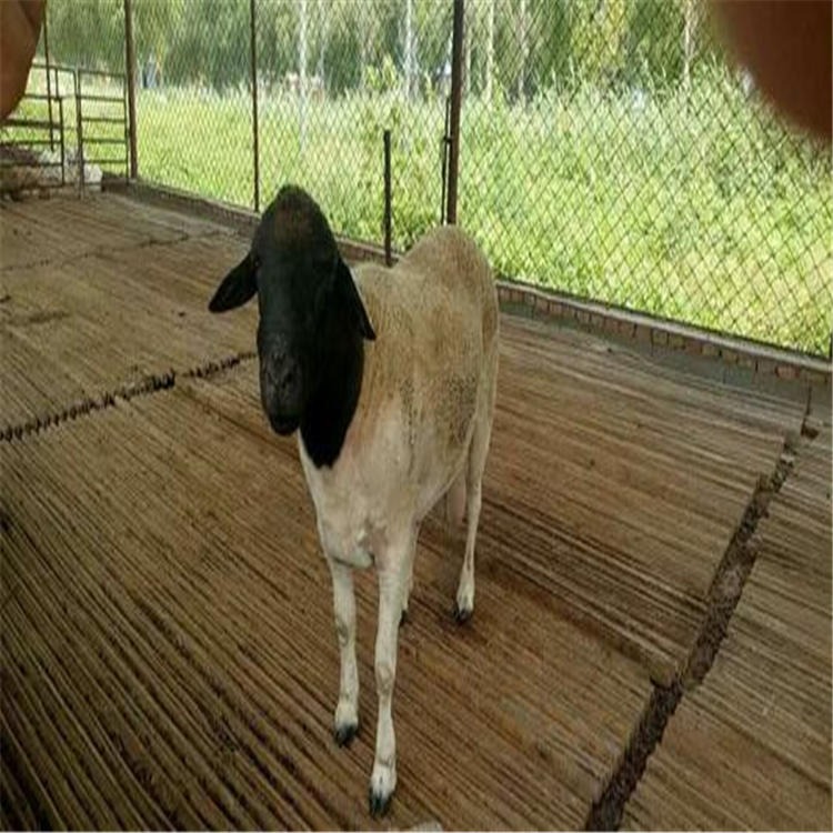 黑头杜泊公羊 黑头种公羊 通凯 杜泊绵羊养殖场图片