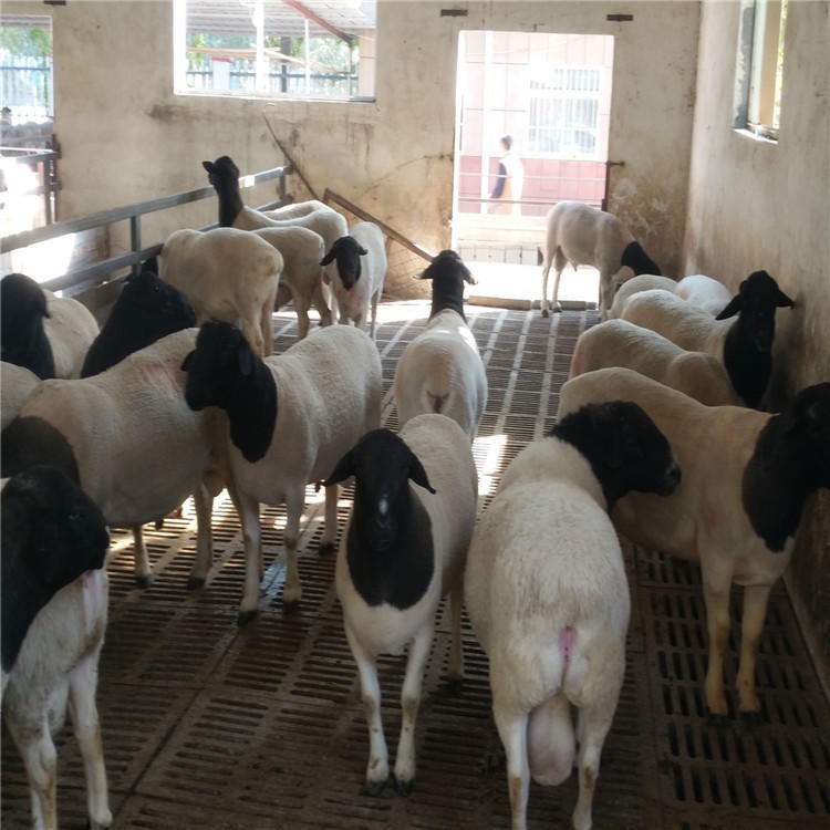 纯种杜泊绵羊 黑头杜泊绵羊价格 龙翔 肉羊养殖 杜泊羊养殖场