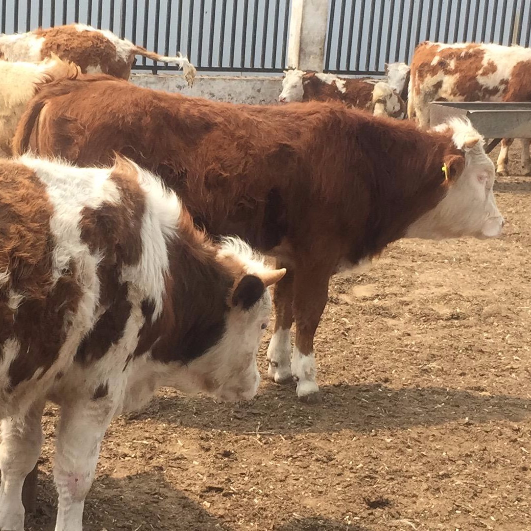 养一头牛一年 养殖西门塔尔牛 通凯养殖场  300斤牛犊子价格表