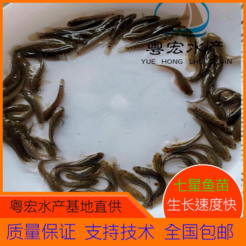 贵州遵义市七星鱼苗 淡水山斑鱼苗 点称鱼苗一条价格