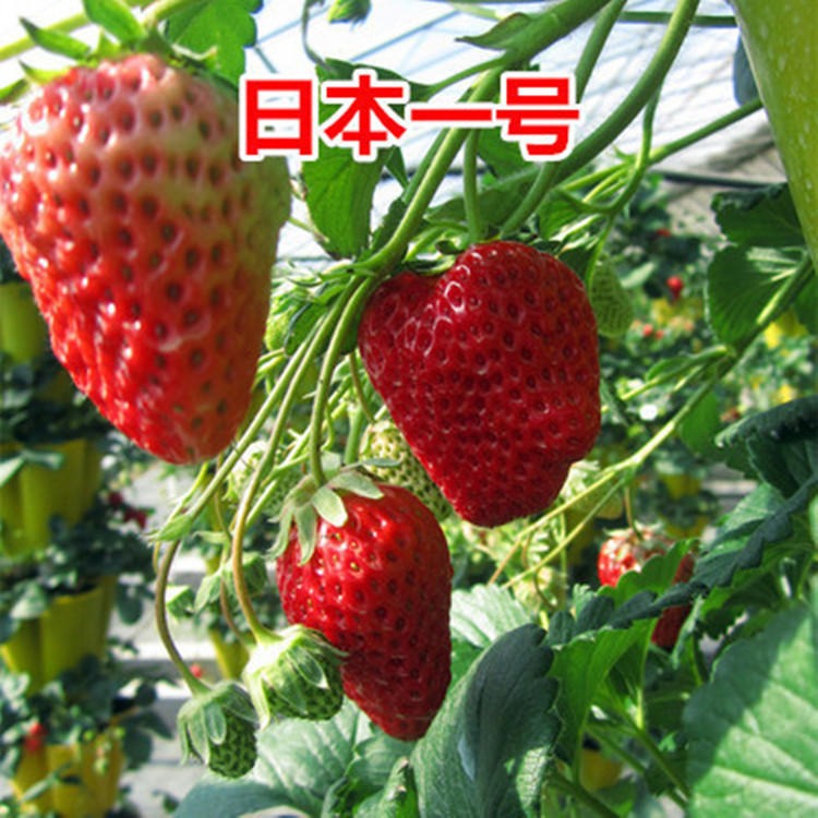 批发甜查理法兰地草莓苗价格   红颜牛奶草莓图片   章姬四季草莓图片