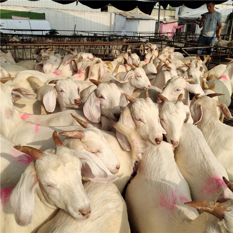 小羊仔繁殖 美国白山羊价格 小白山羊羊崽 龙翔牧业