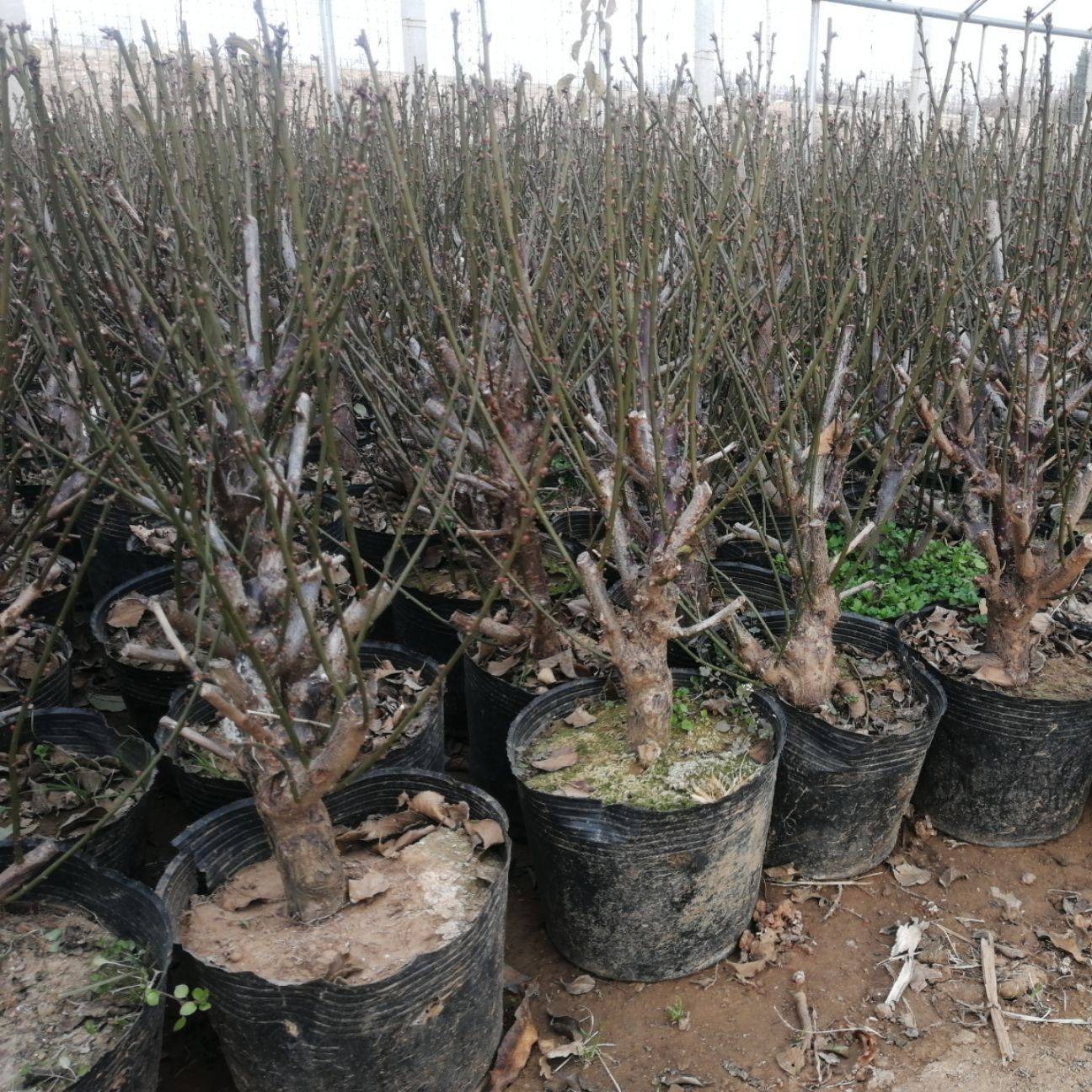 红梅盆景大量出售家庭园艺苗木