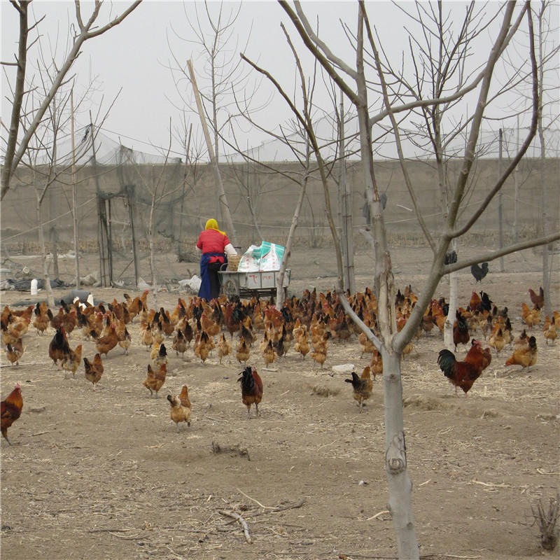 九斤红380山东红玉鸡苗饲养周期短红玉鸡苗提供一个月育雏红玉小土鸡孵化场
