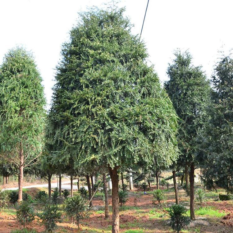 南方红豆杉  销售曼地亚红豆杉种子  量出售30公分红豆杉 湘林苗圃