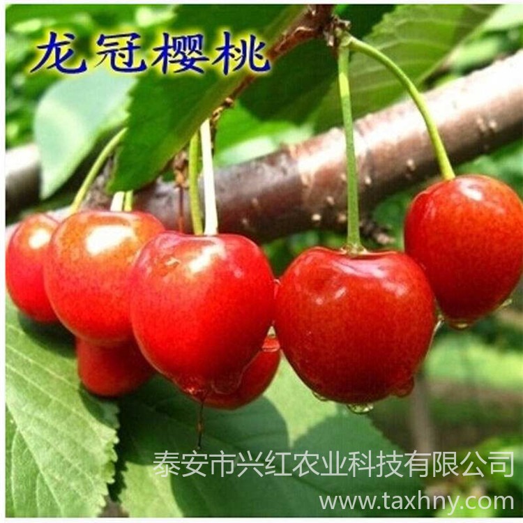 龙冠樱桃苗种植基地 龙冠樱桃苗价格 新品种龙冠樱桃苗