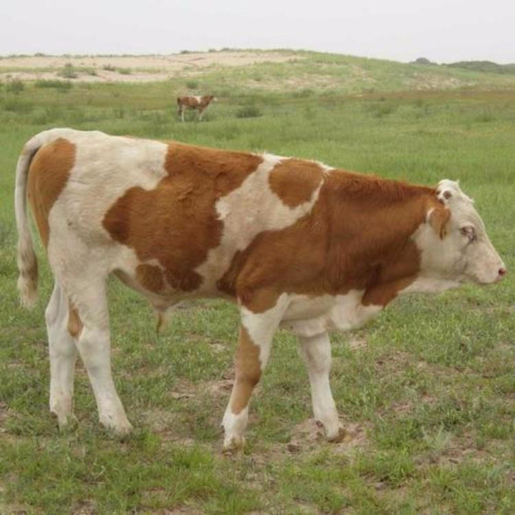 鲁西黄牛养殖场 鲁西黄牛批发 宿州供应肉牛犊改良牛犊 品种好
