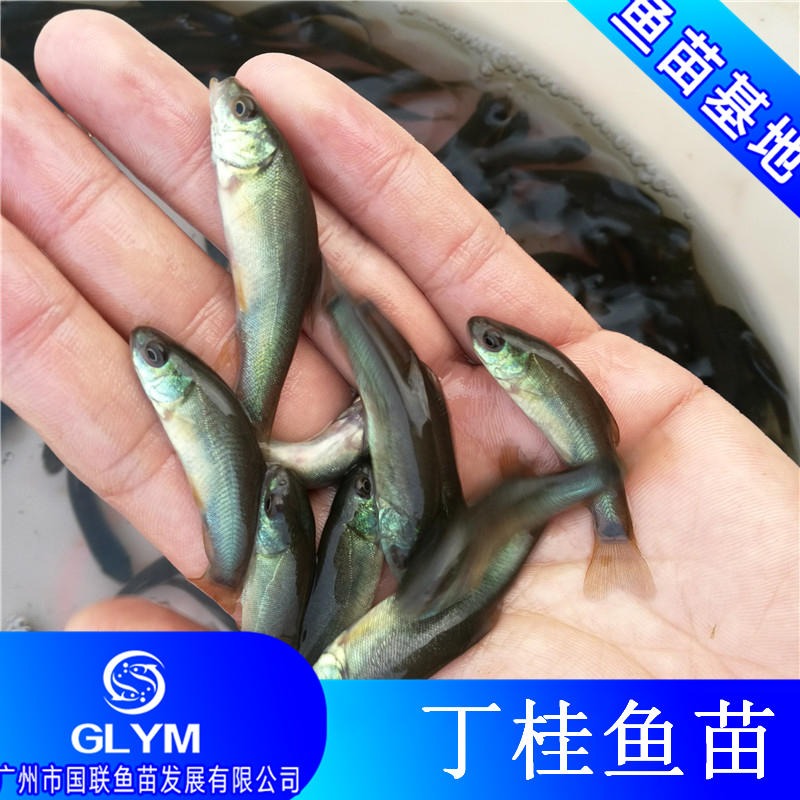 广州国联鱼苗 欧洲丁桂鱼苗 丁岁鱼苗3-6厘米规格出售图片