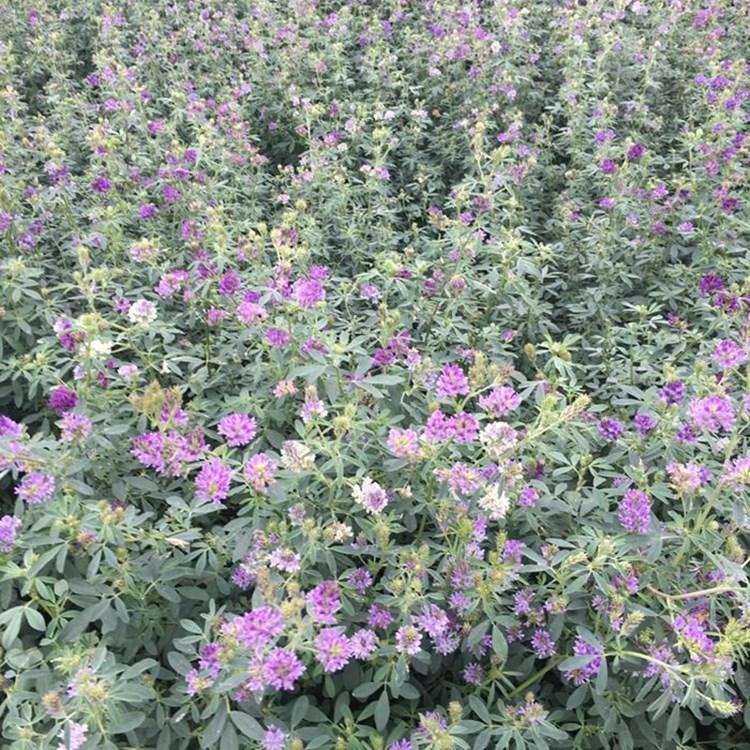 紫花苜蓿草种子食用苜蓿菜孑多年生四季牧草种籽鸡鸭鹅牛猪羊饲料草籽