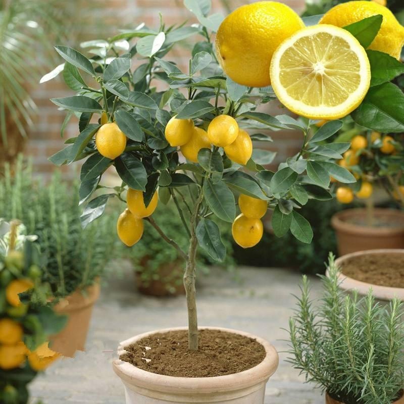 庭院种植柠檬苗，台湾香水柠檬苗，青柠檬盆栽四季结果柠檬树苗图片