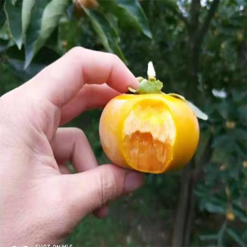 批发脆甜柿子苗 大秋甜柿苗种植技术 3公分柿子树 次郎甜柿摘下可以食用图片
