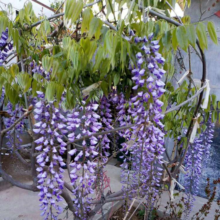 紫藤 紫藤种植合作社 紫藤树苗绿植盆栽 湘林苗圃