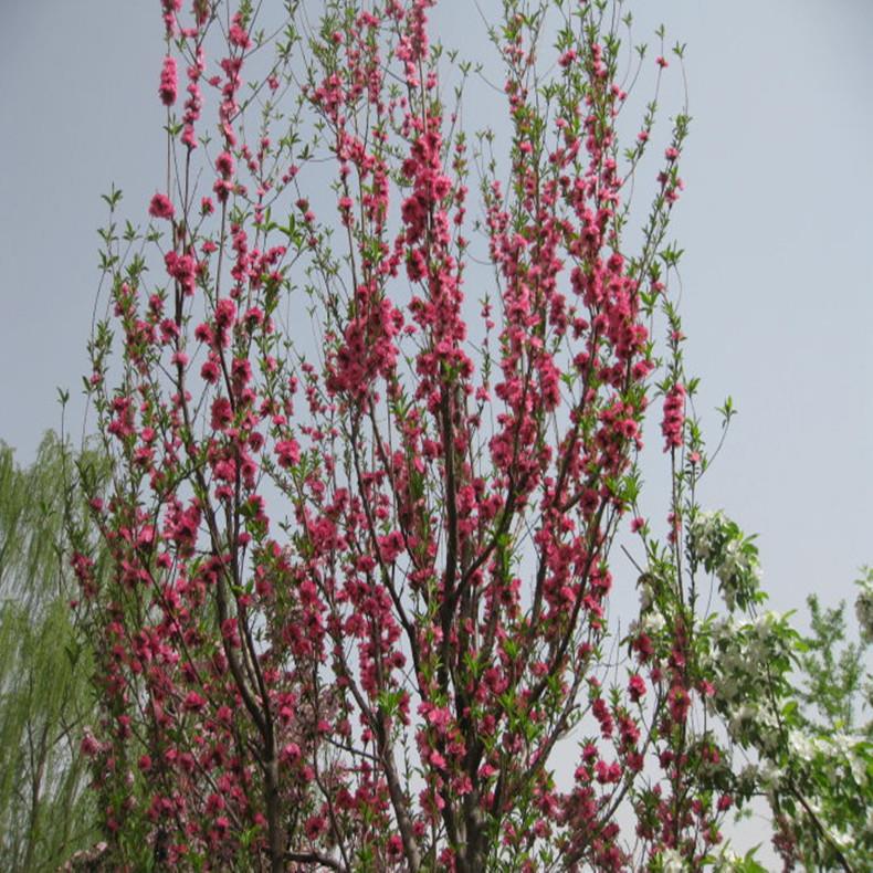 专业苗木基地分枝点80公分以上碧桃树好的货源 碧桃树品质有保证