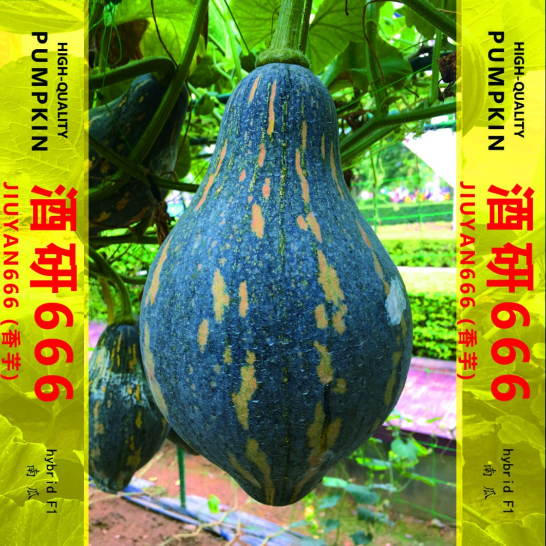 亩产5000斤 好管理 好吃的香芋南瓜种子 500粒/袋图片