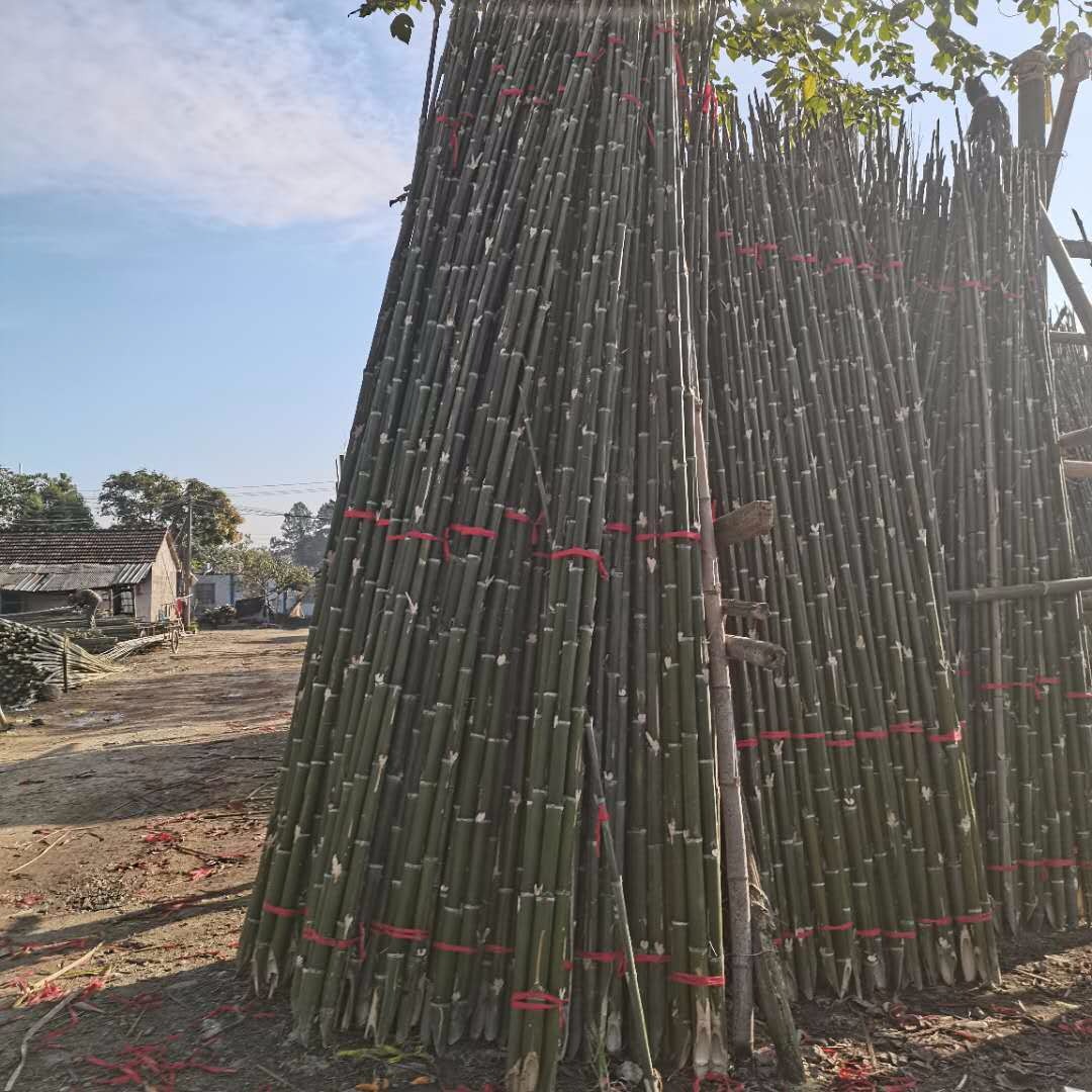 绿化树木支撑杆1米 1.5米 2米 3米 4米 5米竹竿  河道打桩用竹子量大从优