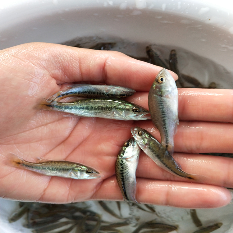 中渔水产 鲈鱼苗 3-4厘米鲈鱼 欢迎咨询