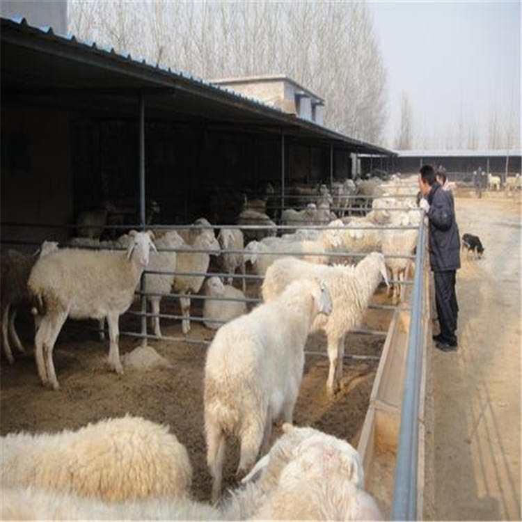 50斤小尾寒羊种母羊价格