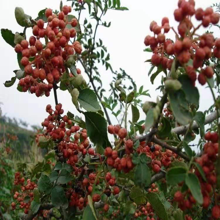 大红袍花椒种子  销售花椒种子 大红袍花椒树产地  同创药材