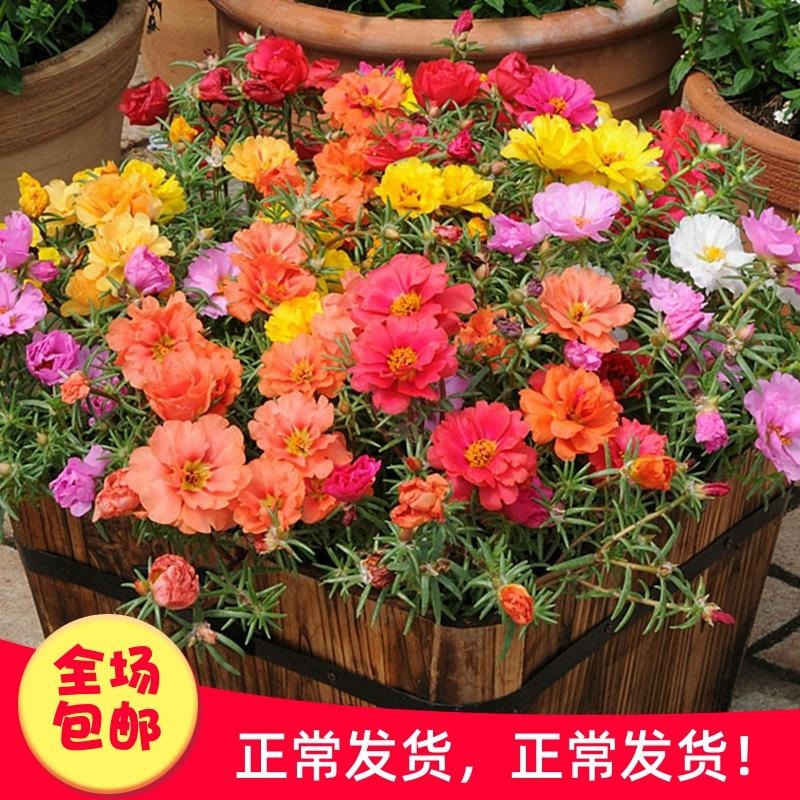 供应 太阳花种子 园艺花卉种 多种颜色 花海专用 仟花轩