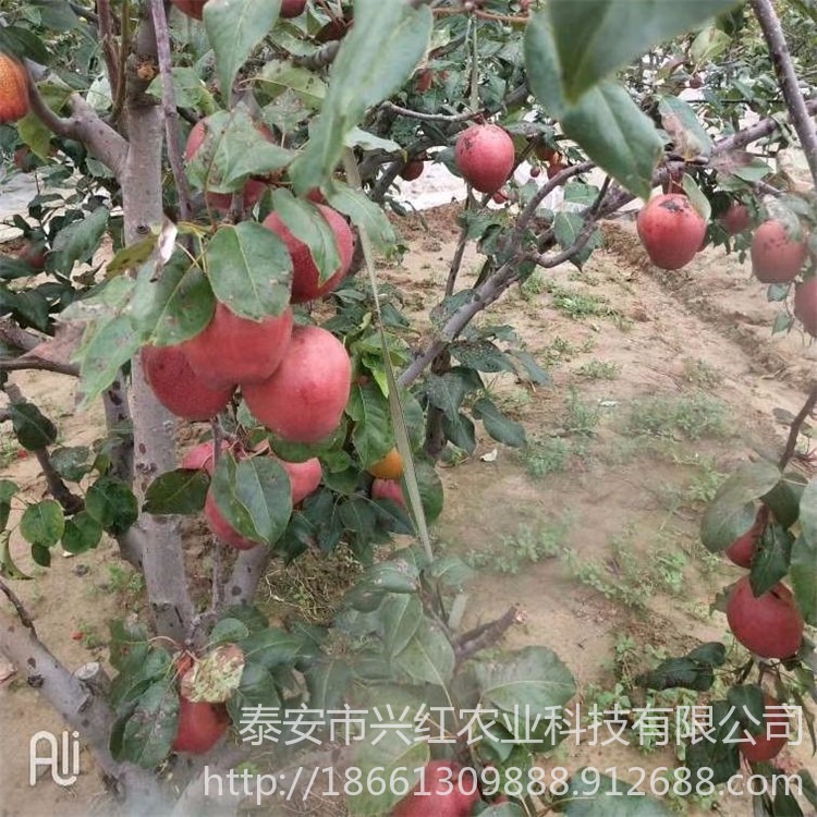 新品种柱状梨、秋月梨、黄金梨 三公分当年结果梨苗基地 大量供应梨树满天红