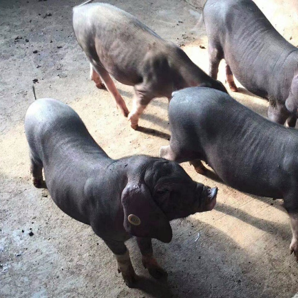 二代黑猪，正宗太湖猪养殖场，20斤梅山小母猪价格，纯二花脸猪，大苏太种猪图片