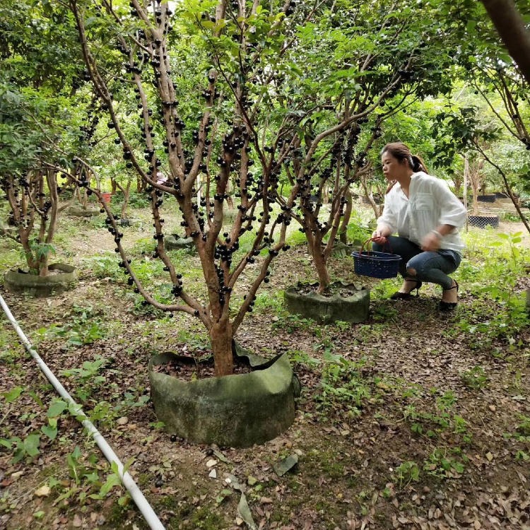 益达红 台湾嘉宝果树 树葡萄树苗培育基地 6年树批发价格 发源地出售图片